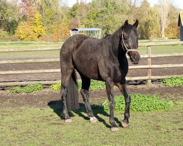 dressage horse Cinderella (Westphalian,  , from Conen)