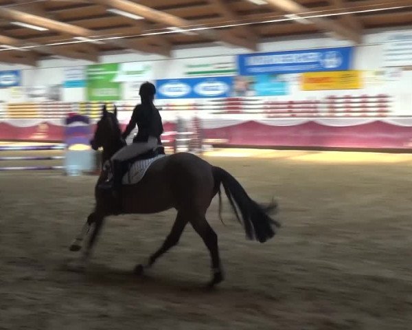 Springturnier Eicherloh - Laurent 2016