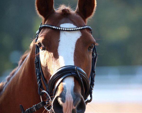 dressage horse Nandino (unknown,  )