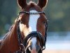 dressage horse Nandino (unknown,  )