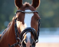 dressage horse Nandino (unknown,  )