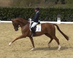 dressage horse Quick Nick 13 (Oldenburg, 2010, from Quaterback)