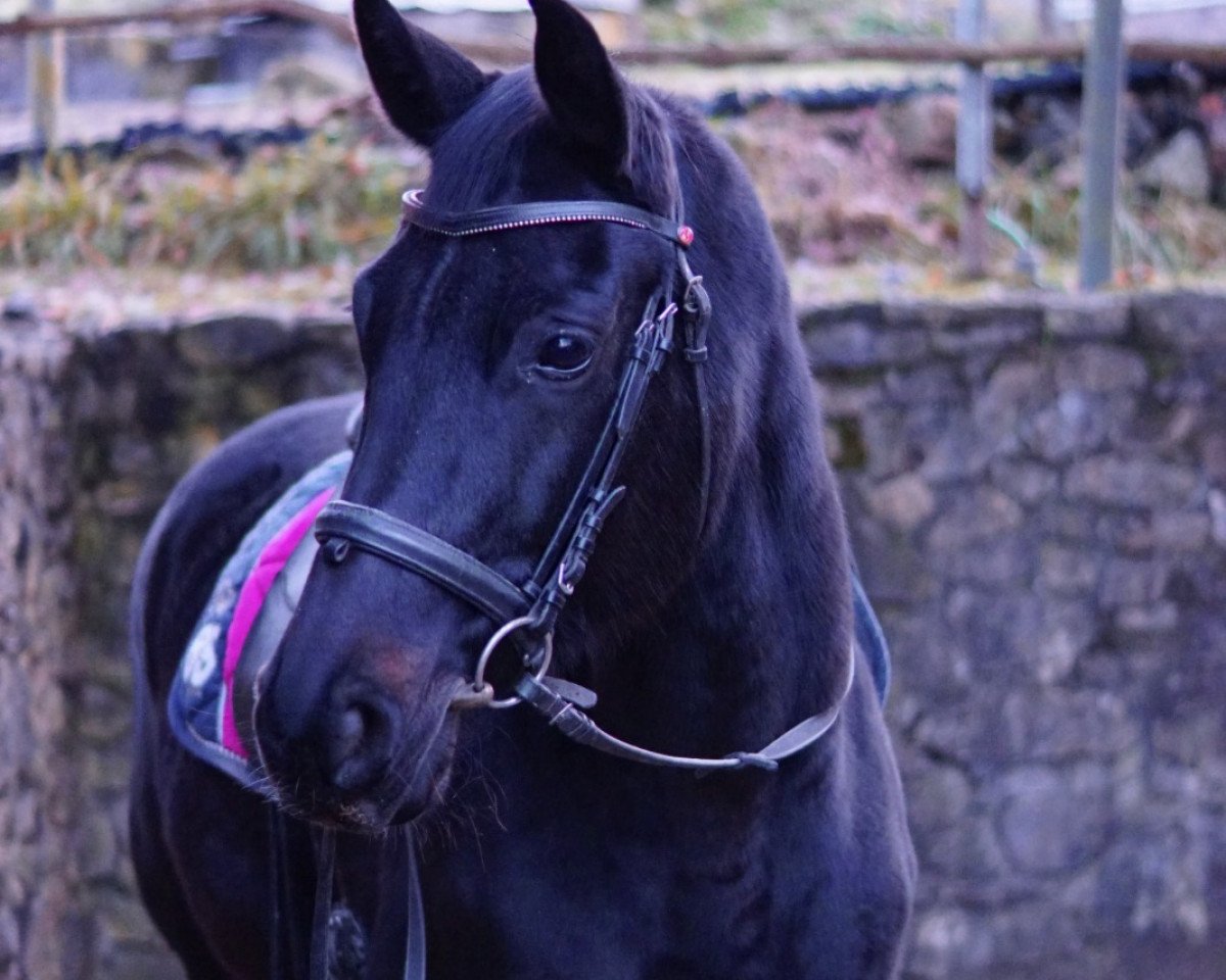 Zuchtstute Voguera del Sol (Trakehner, 2007, von Tannenhof’s Solero TSF)