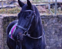 jumper Voguera del Sol (Trakehner, 2007, from Tannenhof’s Solero TSF)