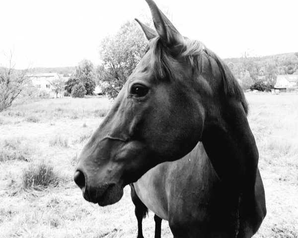 Pferd Leni 63 (Deutsches Sportpferd, 2003, von Gepardi)