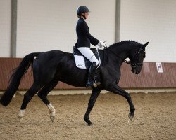 dressage horse Sternentänzer 4 (Hanoverian, 2014, from San Amour I)