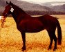 Zuchtstute Nina (New-Forest-Pony, 1973, von Nigger Step of Bridgelea)