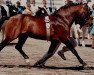 Deckhengst Conar (New-Forest-Pony, 1972, von Silverlea Calypso)