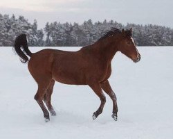 broodmare Elle AA (Anglo-Arabs, 1997, from Shaglavy)