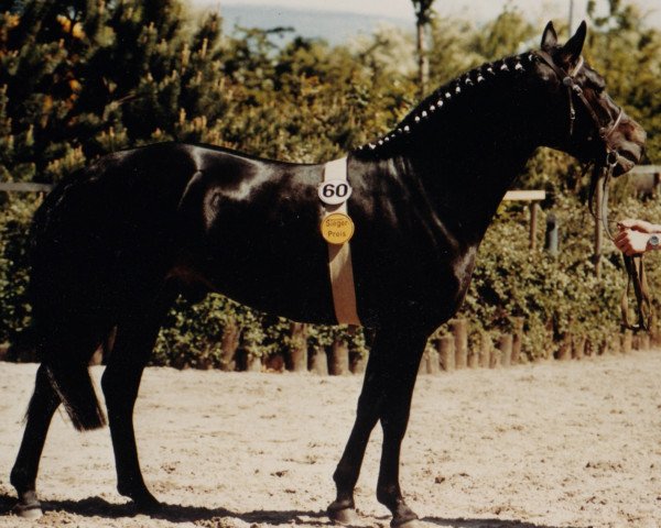 Deckhengst Corso (New-Forest-Pony, 1987, von Conar)