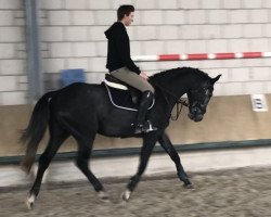 Springpferd Prosecco van Heiste (Belgisches Warmblut, 2015, von Connor 48)