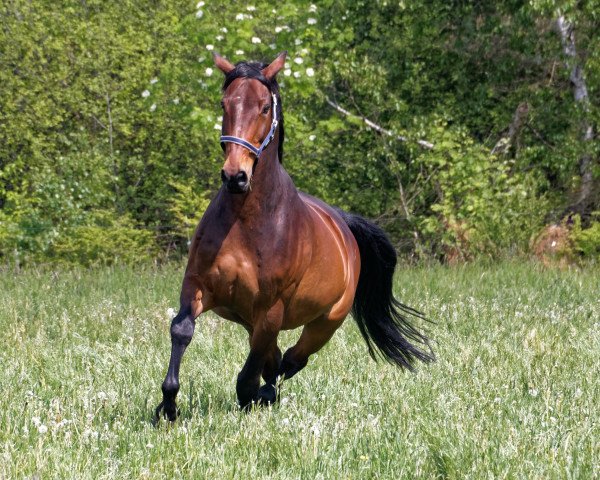 horse Looping's Boy (Oldenburg, 2002, from Looping)