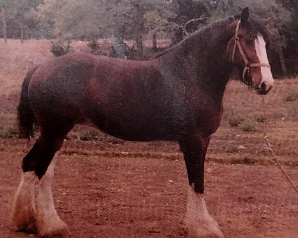 Zuchtstute Schwartzdale Emerald (Clydesdale, 1980, von Gill D'Ormstown)