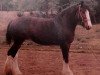 broodmare Schwartzdale Emerald (Clydesdale, 1980, from Gill D'Ormstown)