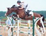 jumper Zafira Red Wine (Oldenburg show jumper, 2014, from Furejev)