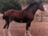 broodmare Bonnie Rose 12307 (Clydesdale, 1984, from Commanders Big John)