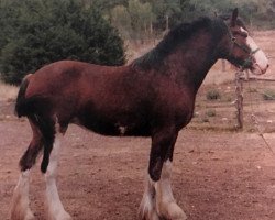 Zuchtstute Bonnie Rose 12307 (Clydesdale, 1984, von Commanders Big John)