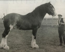 stallion Bonnie Fyvie (Clydesdale, 1919, from Bonnie Buchlyvie 14032)