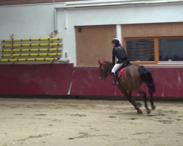 Springturnier Eicherloh - Laurent 2016