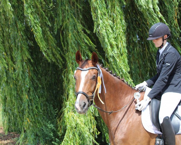 dressage horse Findet Nemo (Württemberger, 2011, from Fürst Romancier)