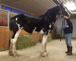 broodmare Bonnie Brae Classic Caleigh (Clydesdale, 2013, from Karvelton Mac's Classic)