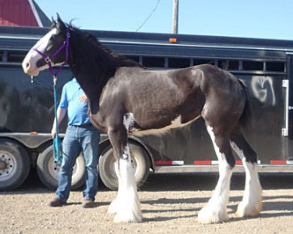 Zuchtstute Bonnie Brae Black Bacardi (Clydesdale, 2010, von Karvelton Mac's Classic)