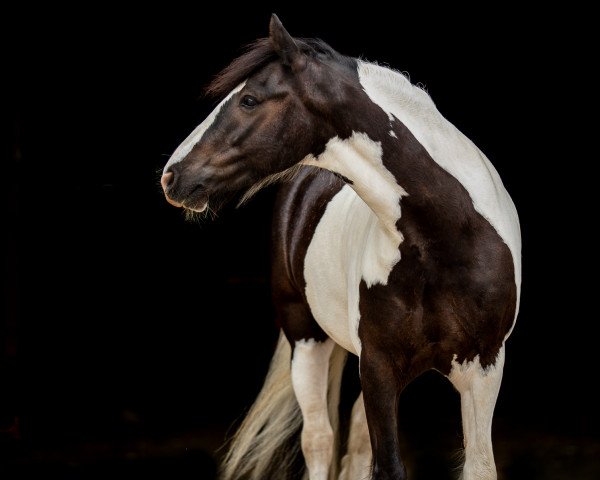 Dressurpferd Sundays Sunbeam (Tinker / Irish Cob / Gypsy Vanner, 2012)