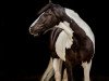 dressage horse Sundays Sunbeam (Tinker / Irish Cob / Gypsy Vanner, 2012)