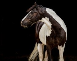 dressage horse Sundays Sunbeam (Tinker / Irish Cob / Gypsy Vanner, 2012)