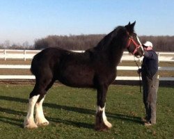 Deckhengst Bonnie Brae A.W. Jasper (Clydesdale, 2016, von Bud Ridge Hunter)