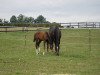 broodmare Guapita SG (German Sport Horse, 2019, from Chubakko)