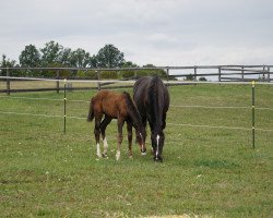 broodmare Guapita SG (German Sport Horse, 2019, from Chubakko)