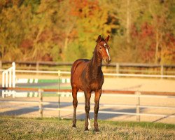 broodmare Delicia SG (German Warmblood, 2018, from Rasso's Rock'n Roll)