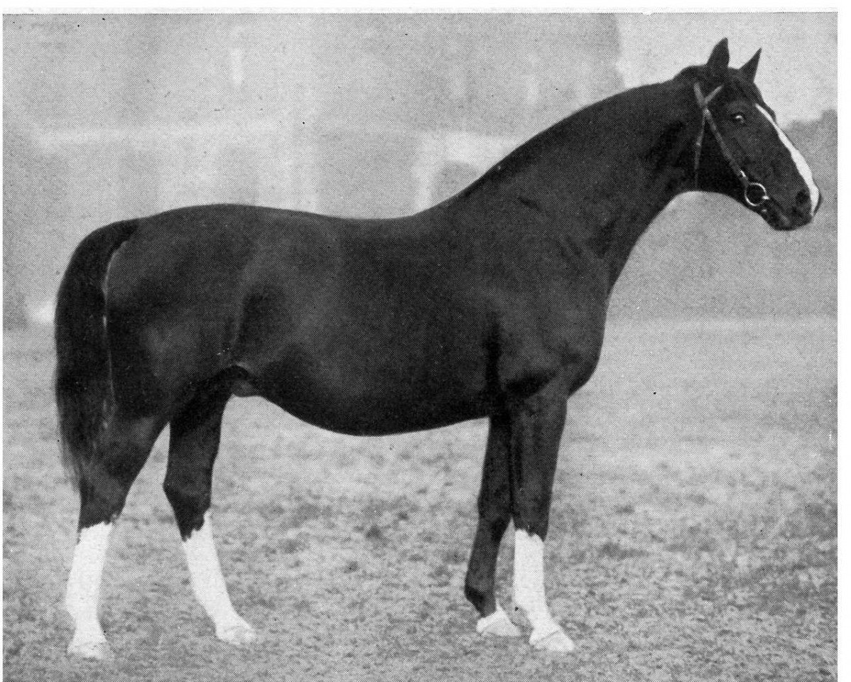 Deckhengst Schorse II (Hannoveraner, 1923, von Schwof I)