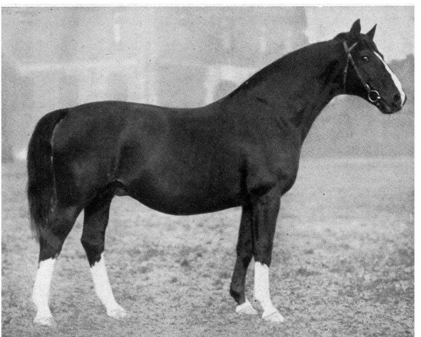 stallion Schorse II (Hanoverian, 1923, from Schwof I)