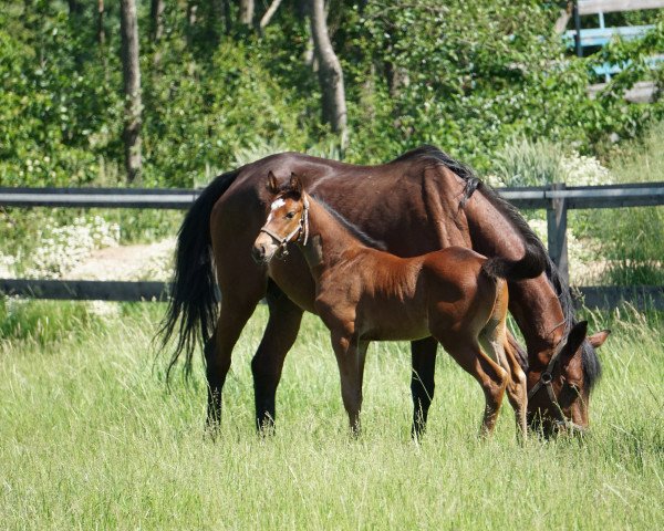 stallion Rigoletto SG (German Warmblood, 2018, from Rasso's Rock'n Roll)