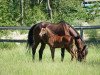 stallion Rigoletto SG (German Warmblood, 2018, from Rasso's Rock'n Roll)