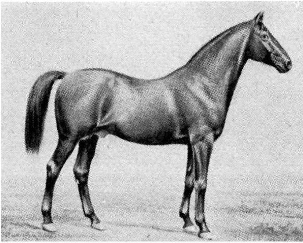 stallion Goldoni (Thoroughbred, 1856, from Sheridan xx (Sheridan I))
