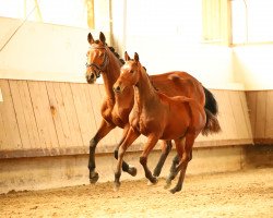 broodmare Sharon (Austrian Warmblood, 1995, from Landjonker (Fruhling))