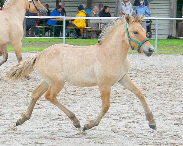 horse Adella (Fjord Horse, 2021, from Fjordbækken’s Sidan)