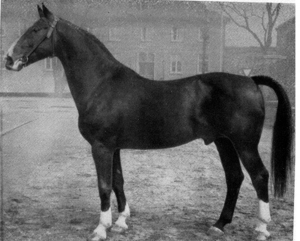 stallion Friese (Hanoverian, 1932, from Flimmer II)