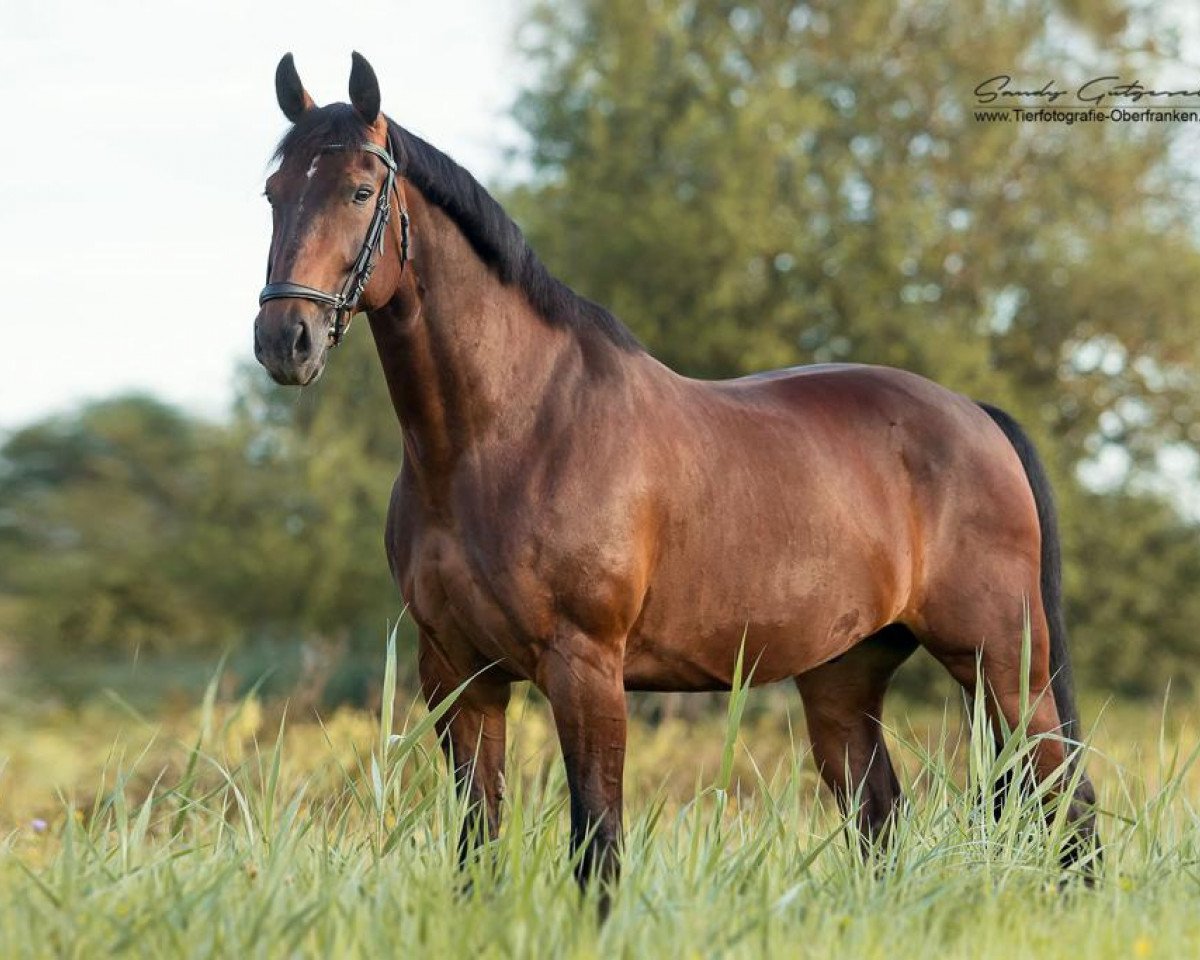 dressage horse Rocky le Fort (German Warmblood, 2006)