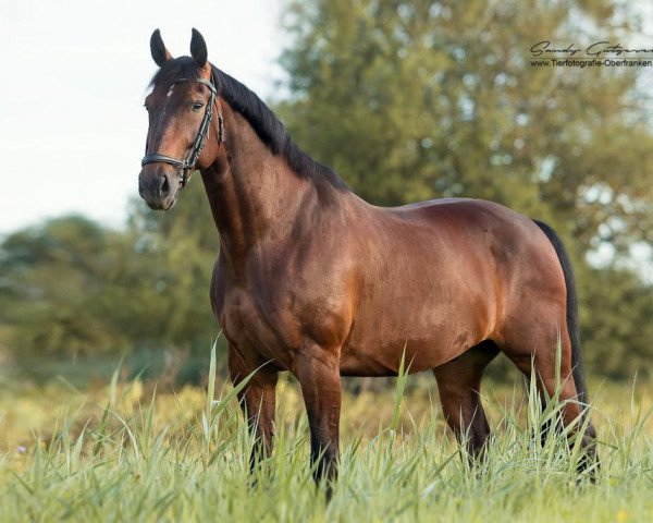 dressage horse Rocky le Fort (German Warmblood, 2006)