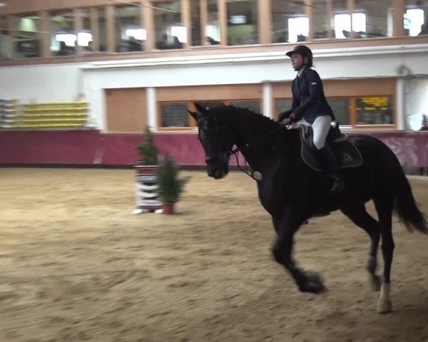 Springturnier Eicherloh - Laurent 2016