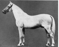 stallion Amandatus (Mecklenburg, 1917, from Amandus)