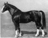 stallion Allasch (Mecklenburg, 1937, from Allost 92)