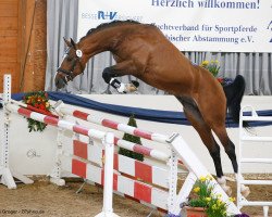 stallion Rastafari (German Sport Horse, 2015, from Rasso Royal)