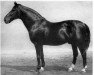 stallion Allotria I (Hanoverian, 1916, from Alcantara I)
