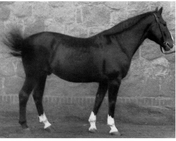 stallion Fesch (Mecklenburg, 1943, from Faschist)
