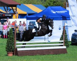 stallion Rasso's Rock'n Roll (Bavarian, 2012, from Rasso Royal)